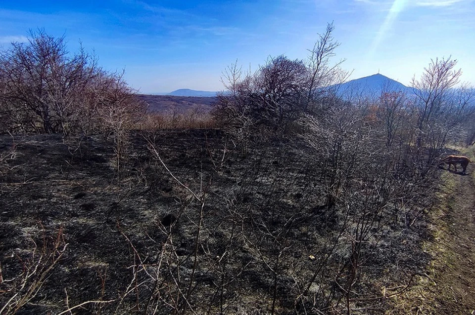 Здесь было альпийское разнотравье, через год все заросло пыреем. Фото: Елены Брежицкой.