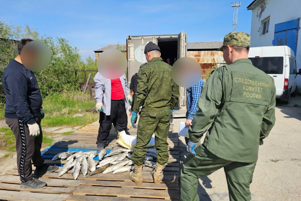 Партию на сумму более 6 миллионов рублей везли из поселка Тикси на «КАМАЗе» с рефрижератором. Фото: СУ СКР по РС (Я)