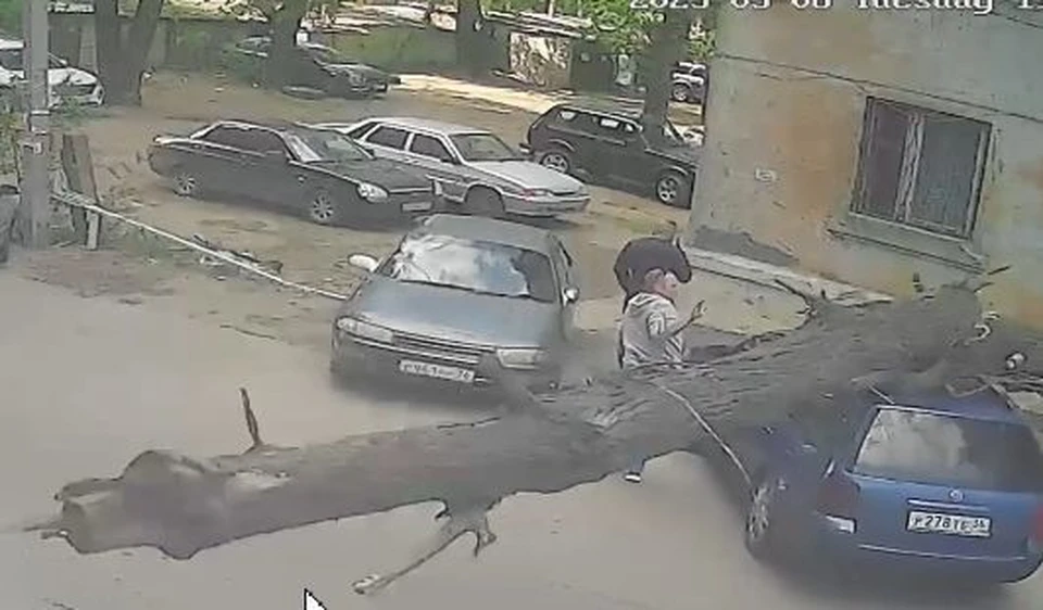 Момент падения дерева на машину.