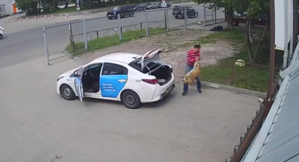 Неизвестный жестоко выбросил раненую собаку около приюта в Нижнем Новгороде.