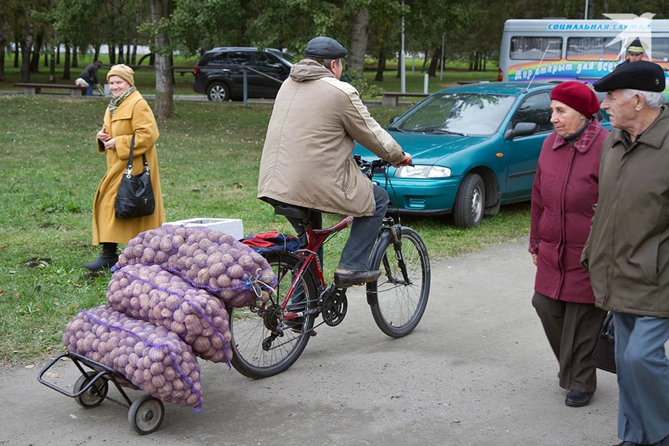 Что будет с картошкой в Беларуси в мае 2025 года. Фото носит иллюстративный характер. Фото: Архив "КП"
