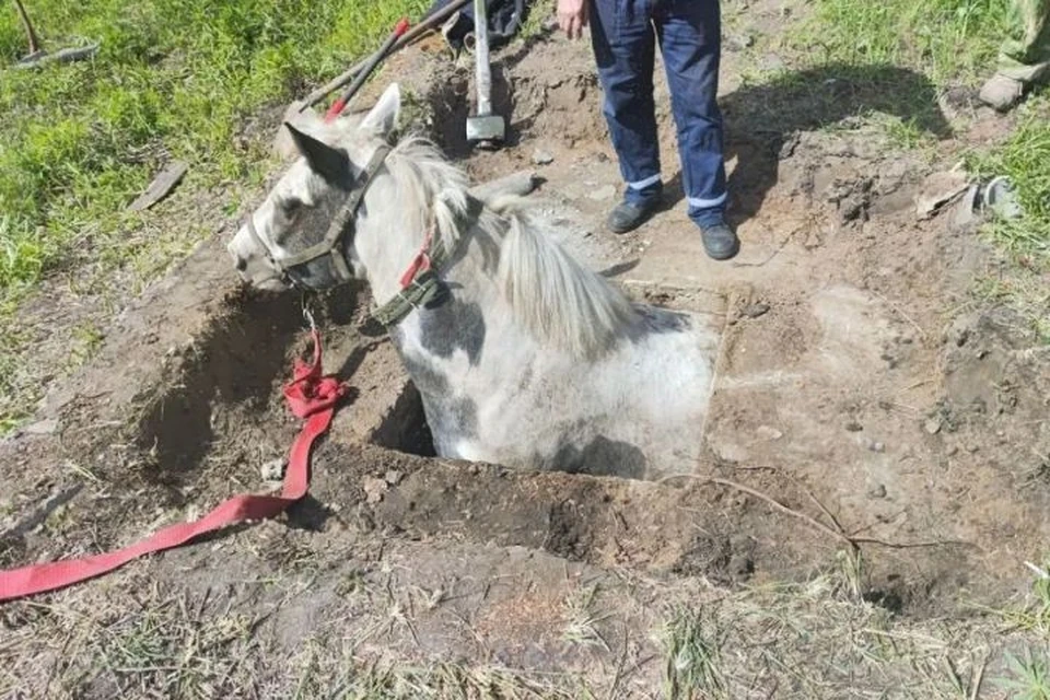 Фото: спасатели Брянской области.