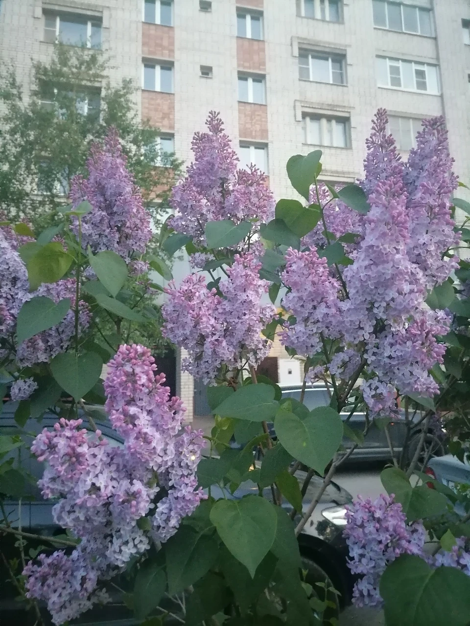 В этом году цветение сирени еще только предстоит.