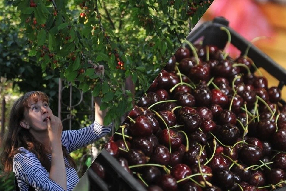 Урожай косточковых под угрозой на Ставрополье. Виной всему непогода. Фото: Гусева Евгения/Пыхалова Юлия