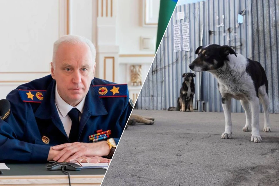 Идет расследование для выяснения всех обстоятельств. Фото: Следком РФ/Юлия ПЫХАЛОВА