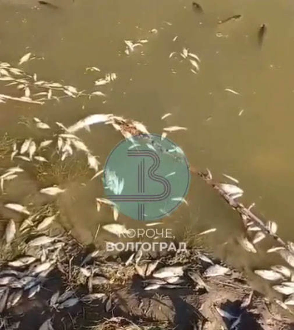 Гибель рыбы сняли на видео очевидцы. Фото: кадр с видео.