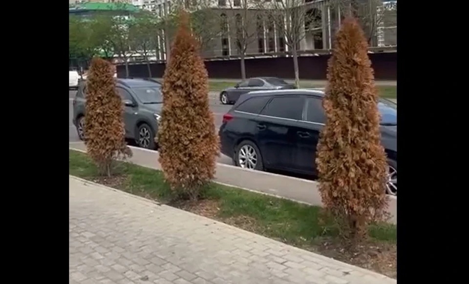 Более 100 туй на Чеканах были отравлены. Фото:скриншот видео