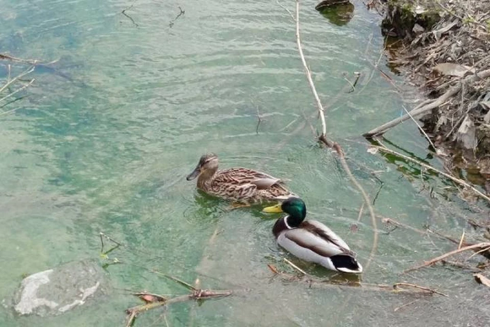 В зеленой воде спокойно плавают птицы. Фото: соцсети.