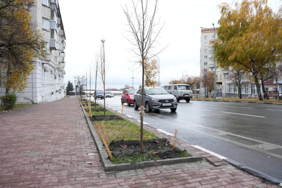 В Ульяновске лунки деревьев на Гончарова объединят и добавят в них чернозем | ФОТО: администрация Ульяновска