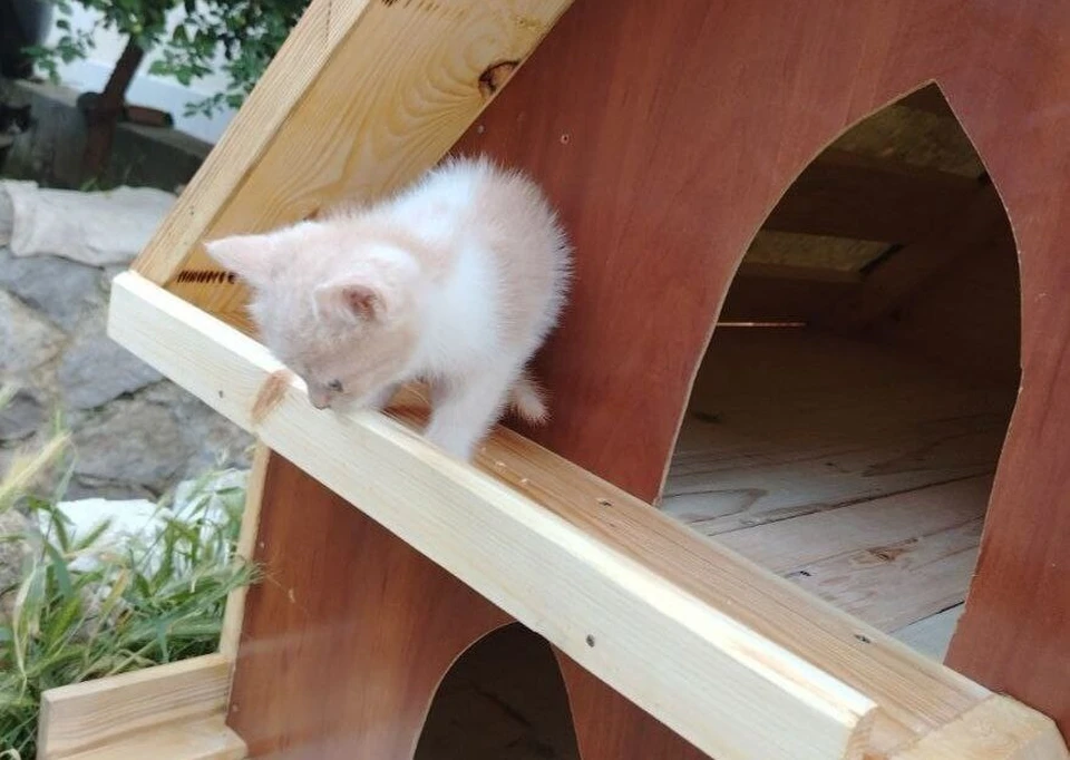 Еще один «Кошкин дом» появился в Гаспре. Фото: Янина Павленко/Tg