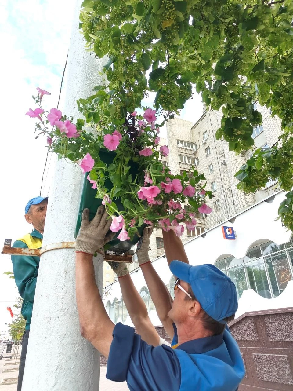 На главной улице города появились петунии и ипомея