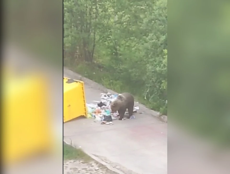 Медведь-мусорщик посетил контейнерную площадку в Межгорье.