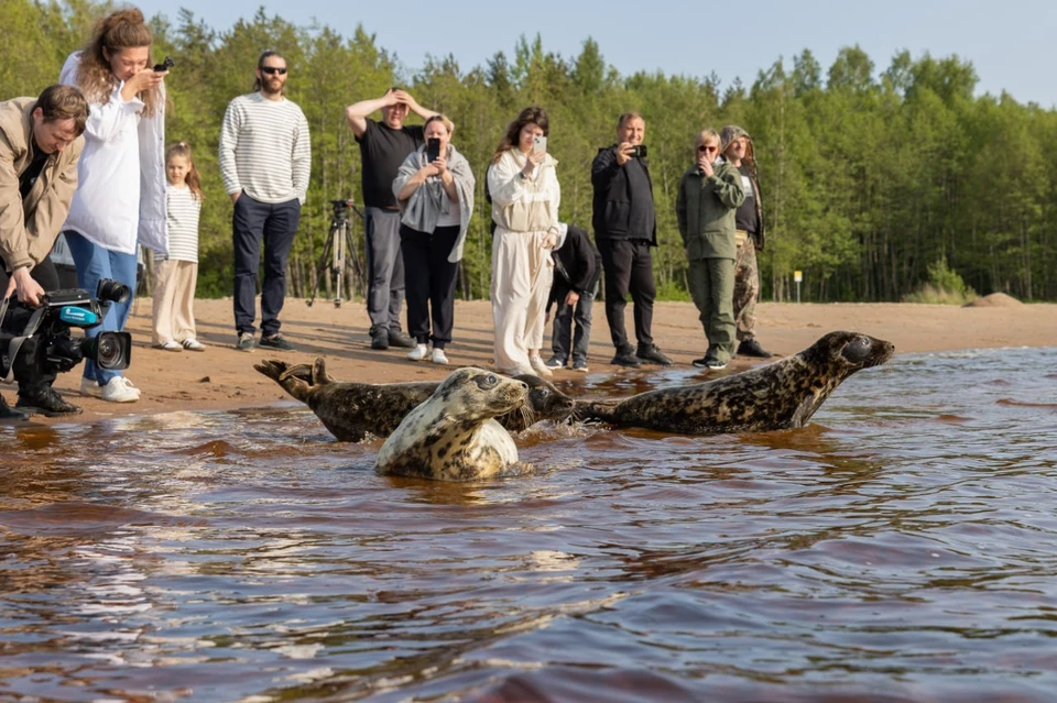 Животные провели два месяца в Центре помощи морским млекопитающим. Фото: t.me/VDKSPB