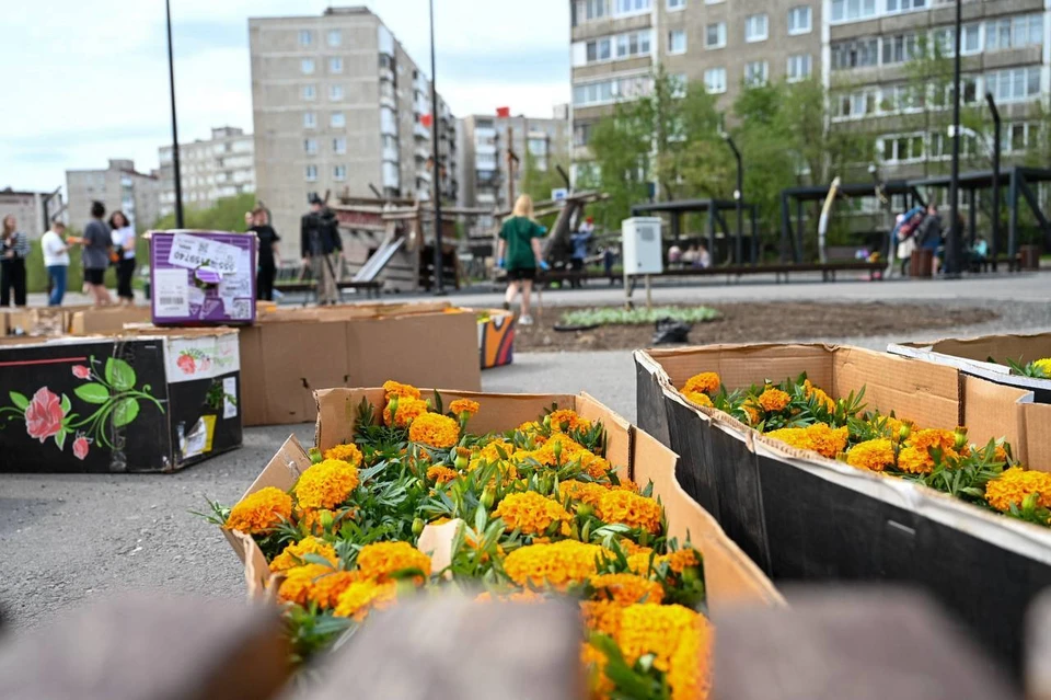Общественные пространства Мурманска продолжают украшать живыми цветами. Фото: Администрация города Мурманска