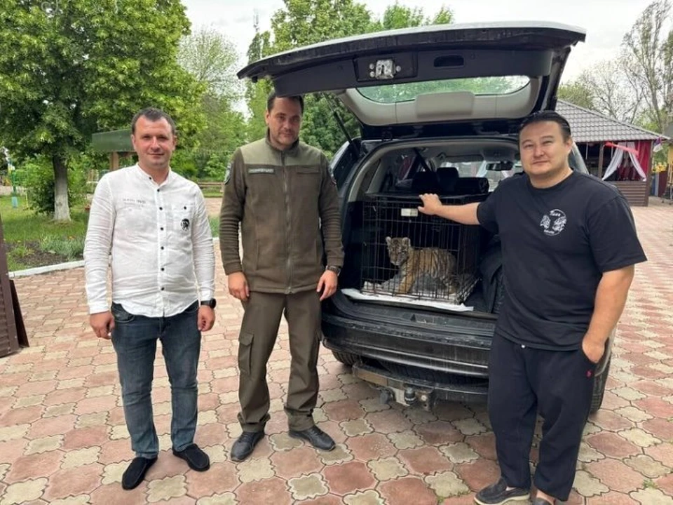 Маленькую тигрицу нашли в квартире местного жителя. ФОТО: Правительство ЛНР