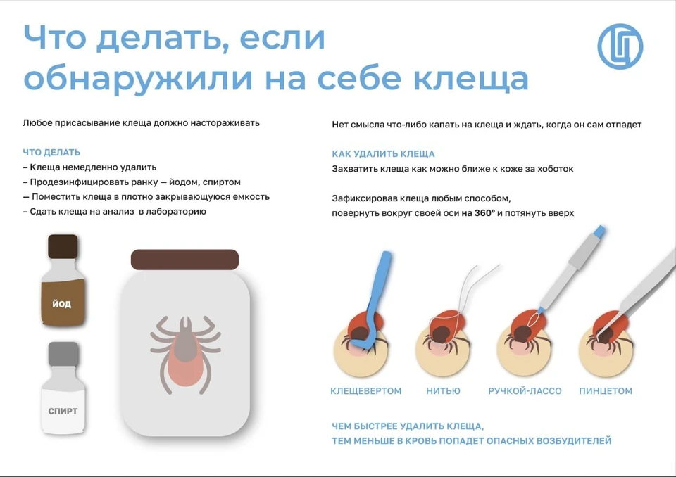 Памятка по удалению клеща. Фото: Управление Роспотребнадзора по Красноярскому краю
