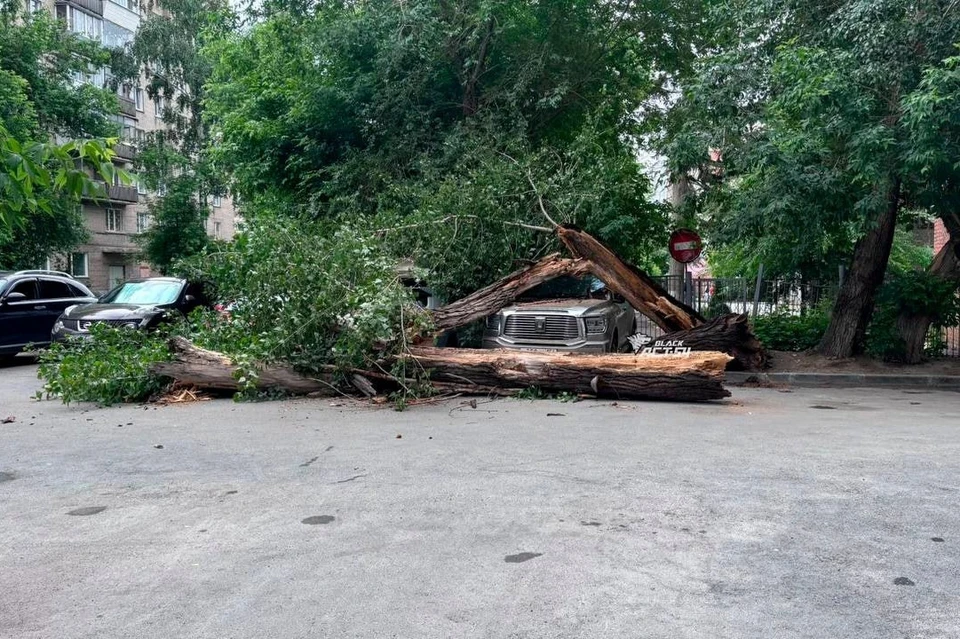 В Новосибирске сломанное дерево упало на внедорожник Tank. Фото: АСТ-54