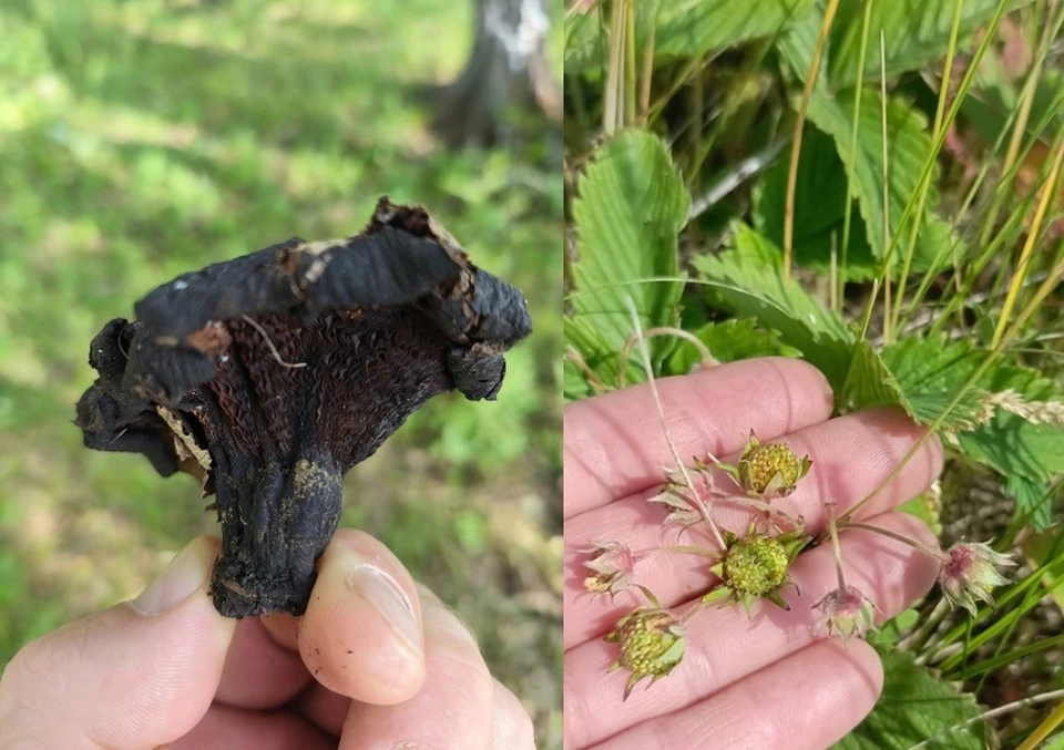 Фото: https://vk.com/omskmushroom