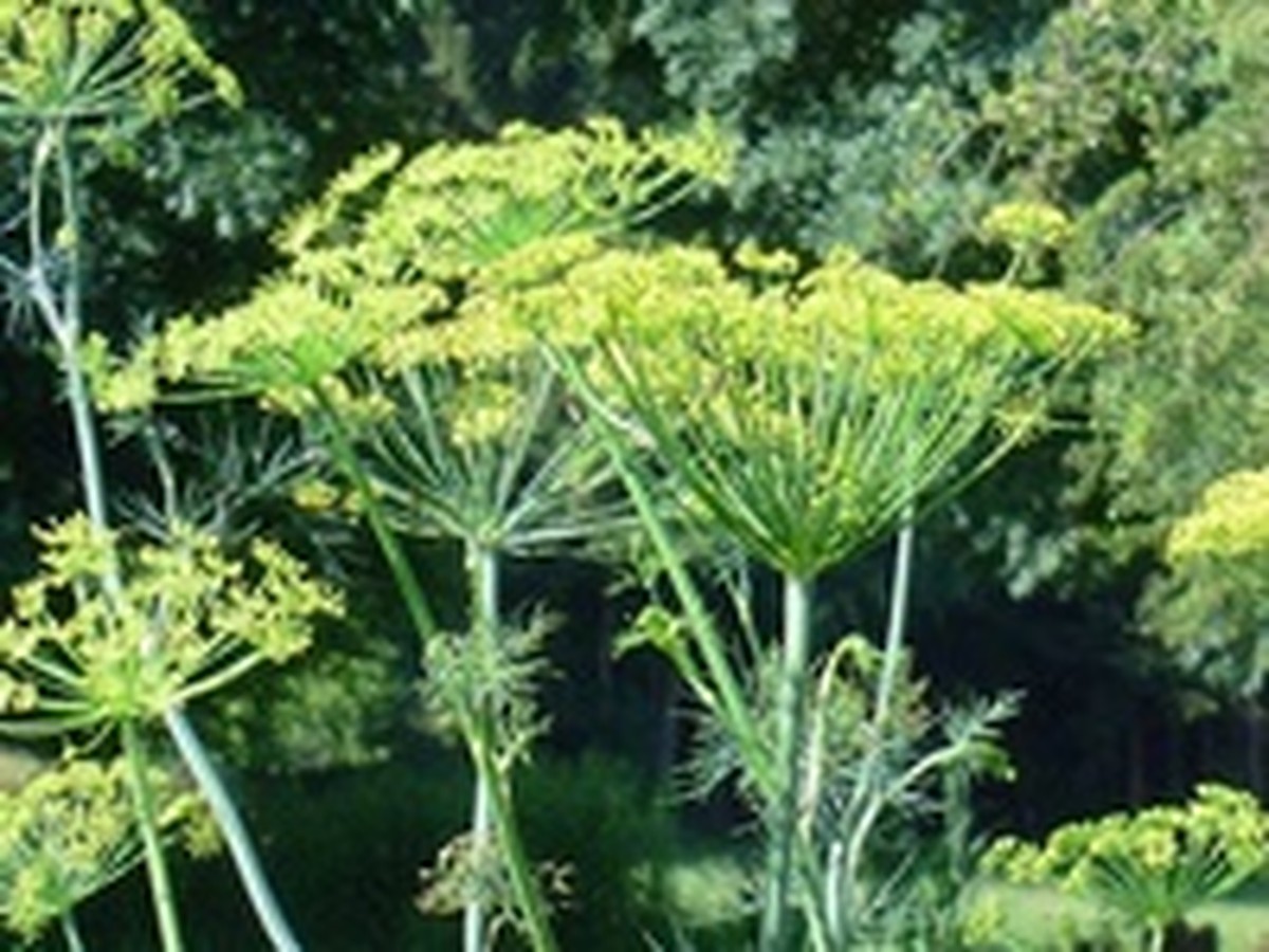 Трава зонтик. Укроп (Anethum graveolens l.). Фенхель огородный. Борщевик и укроп. Борщевик с желтыми соцветиями.
