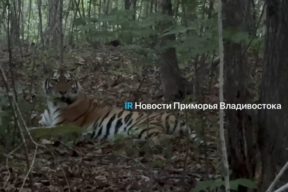 Хищник не проявлял признаков агрессии. Фото: novosti_primorye25