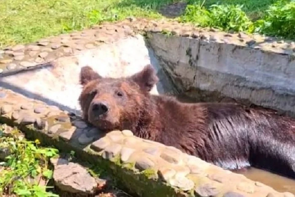 Медведю Буржую около трех лет