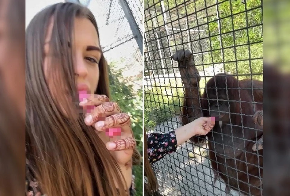 Девушка затянулась сама и дала орангутану Дане. Скриншот из видео _beautiful_enotik_
