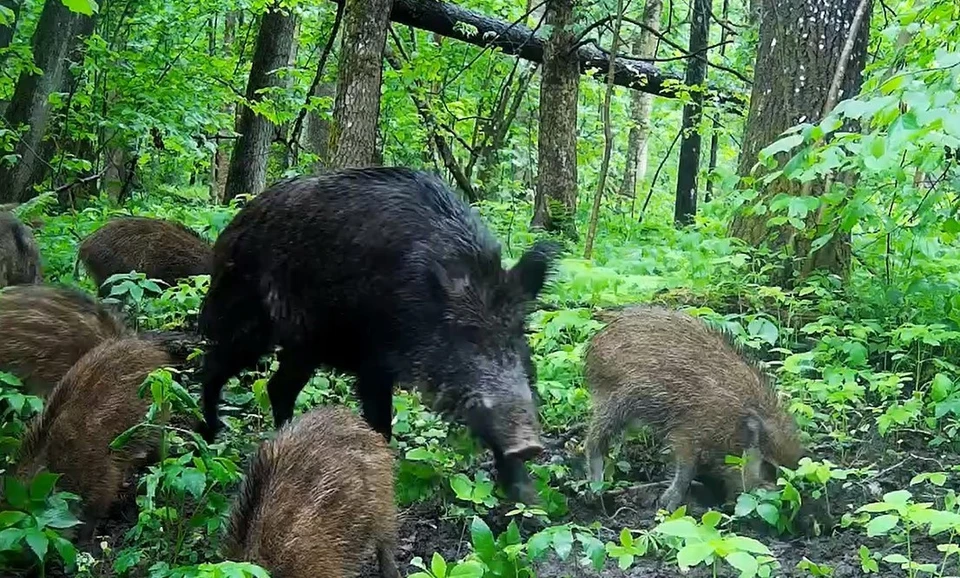 Полосатые малыши: в калужском заповеднике зафиксировали подрастающее потомство кабанов.