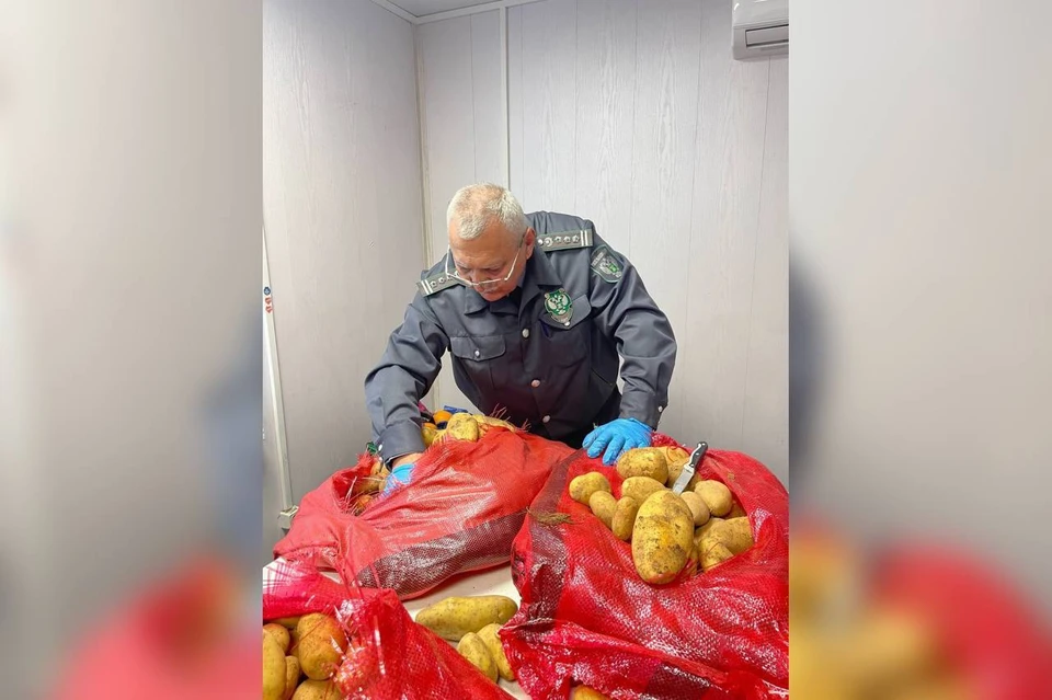 Более 500 тысяч тонн картофеля доставили в Новороссийск из Египта Фото: Южное межрегиональное управление Россельхознадзора