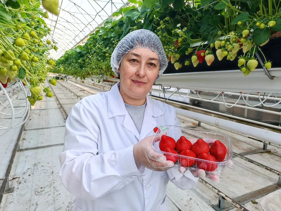 В Хабаровском крае начался сезон сбора тепличной клубники