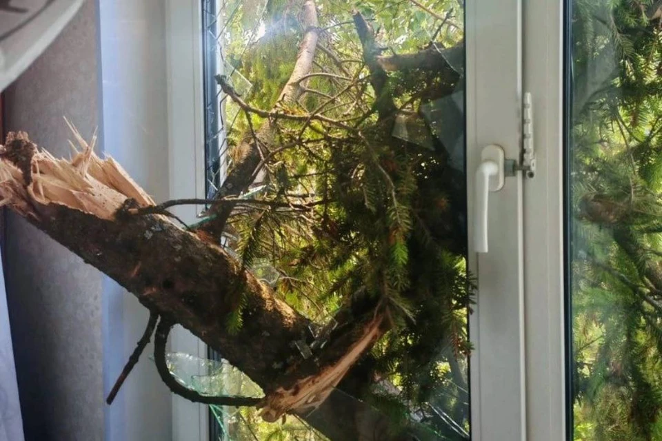 Упавшее дерево проломило окно в Сосновом Бору. Фото: тг-канал "BL Сосновый Бор".