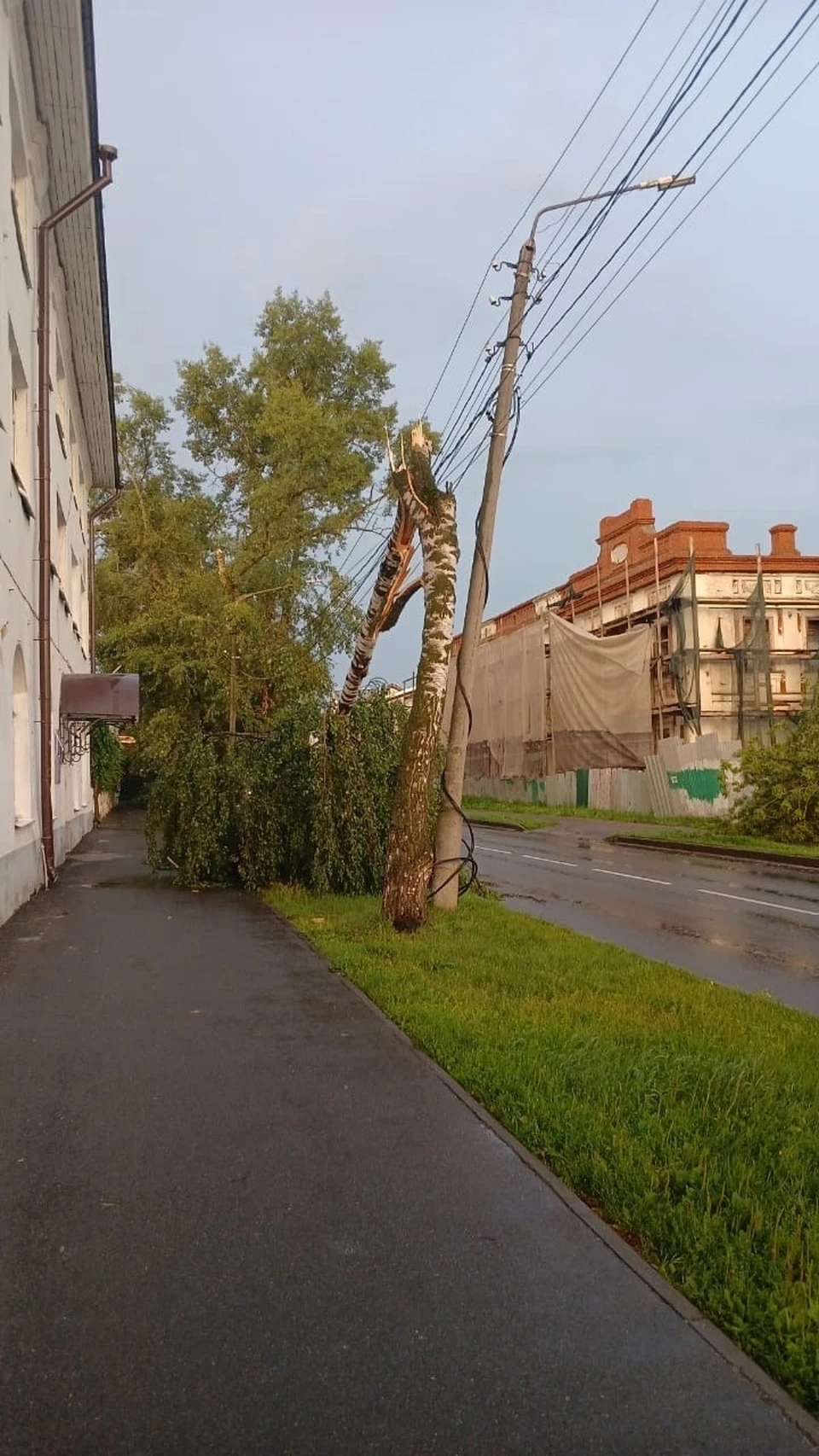 Фото: сломавшееся дерево на улице 1 Мая