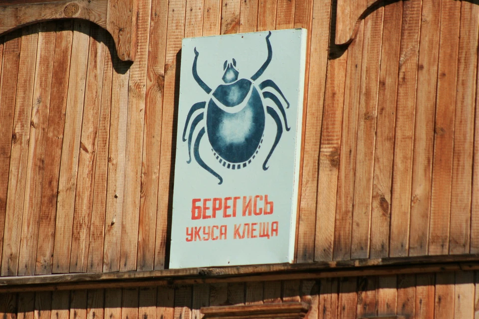 При изучении клещей, снятых с пострадавших, в 18,6% особей выявлен возбудитель иксодового клещевого боррелиоза