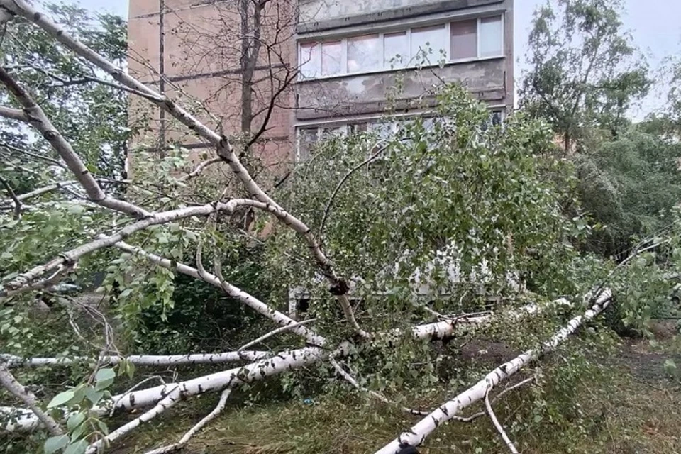 В Донецке возбуждено уголовное дело по факту гибели ребенка от падения дерева. Фото: Следком ДНР