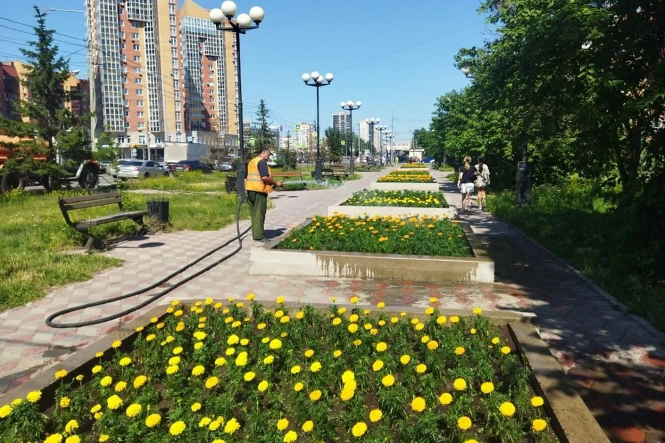 В Красноярске в июне высадили больше 70 тысяч уличных растений. Фото: сайт администрации Красноярска