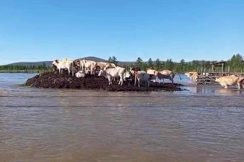 Коровы пытаются спрятаться от воды. Фото: скриншот с видео от пресс-службы района