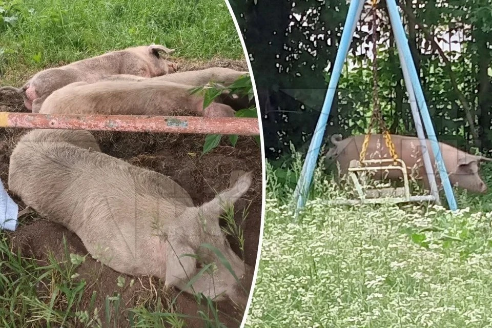 Местные жители долгое время страдают от свиней в городе. Фото: читатели "КП"