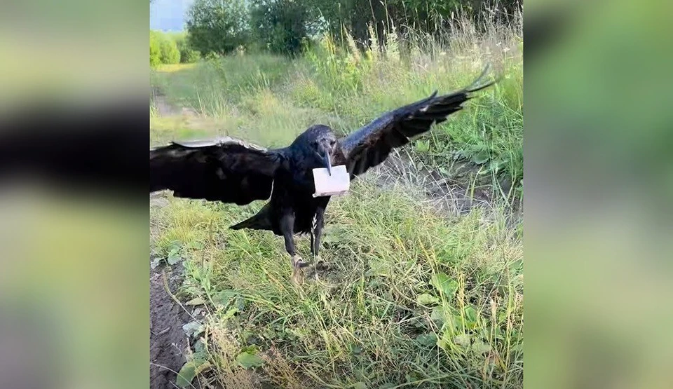 Гоша с купюрой в клюве спешит к хозяину. Фото: скрин с видео группы ВК "Жизнь вОрона Гоши".