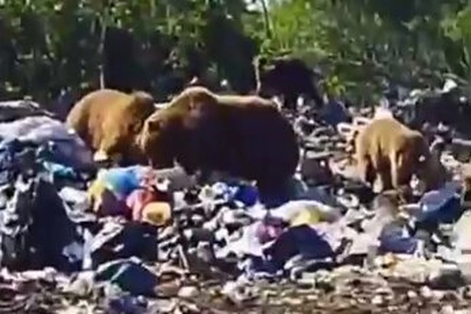 Хищники роются в отходах, игнорируя присутствие людей. Фото: скриншот видео очевидцев