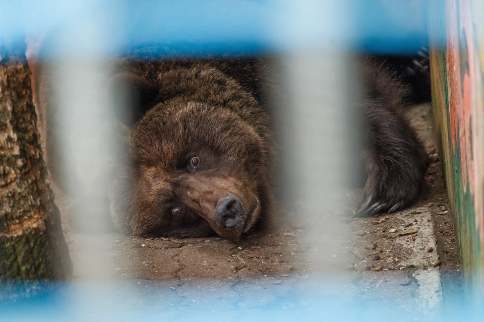 Зубы медведя указывали на серьезные проблемы со здоровьем.