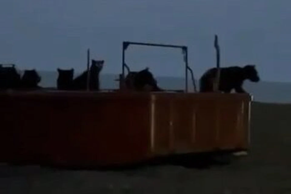 На побережье собрались с десяток особей. Фото: скриншот видео тгк «Камчатка №1»