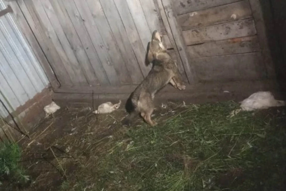 Ожесточенные псы перепрыгивали заборы, делали подкопы, выбивали ворота