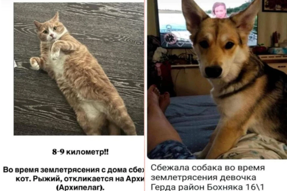 Люди ищут кошек и собак. Фото: спасатели ГУ МЧС России по Камчатскому краю.