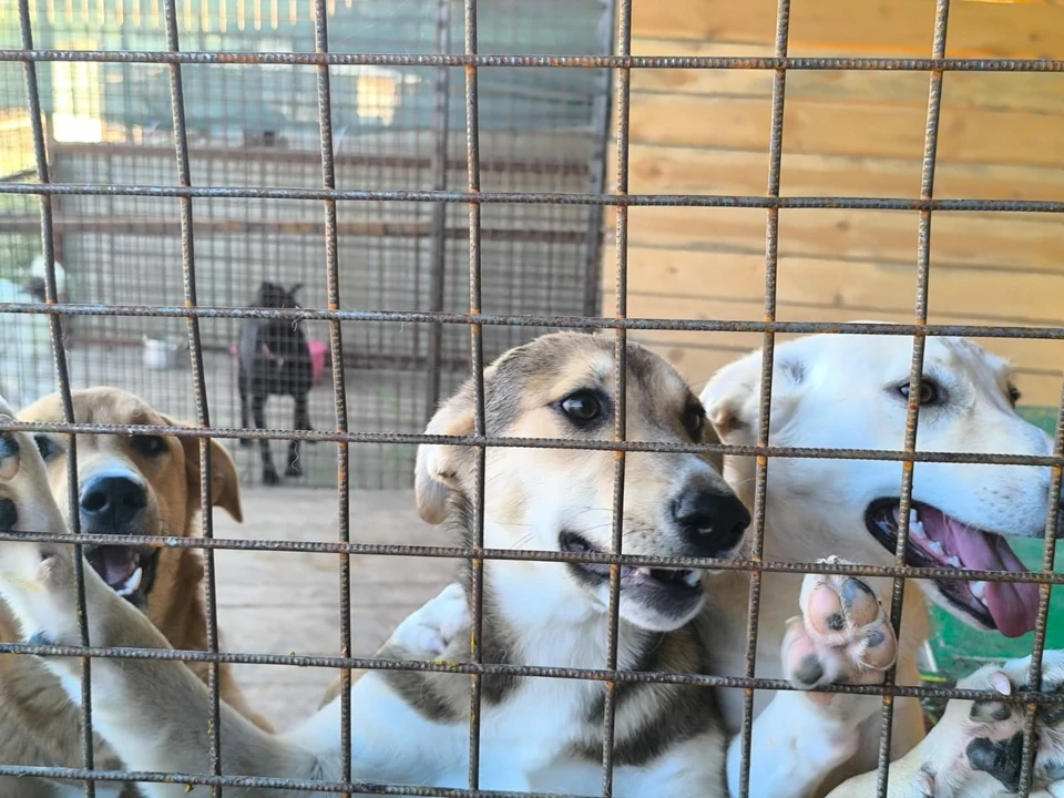 На помощь собакам пришли десятки неравнодушных людей. Фото: Догшанс.