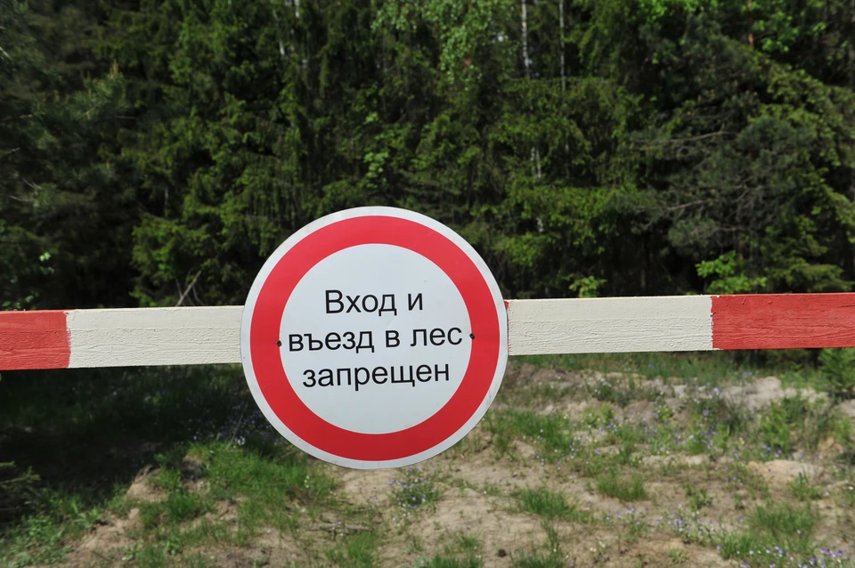 Запрет действует на территории всех 16 лесничеств региона