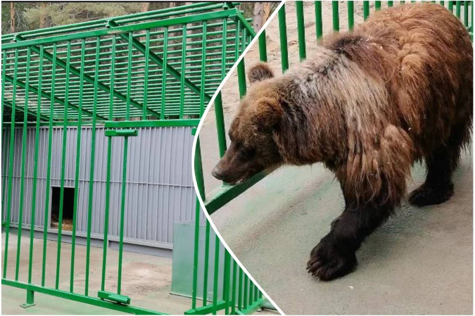 Хозяйка леса привыкает к новому дому. Фото: питомник К-9.