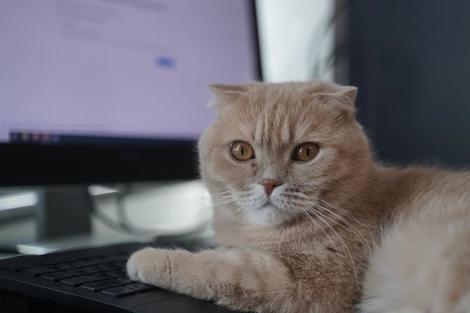 Котам - жарко!