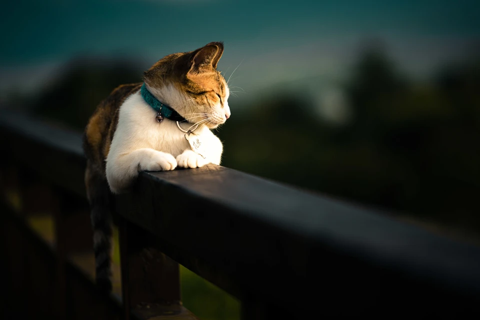 Одинокие коты ищут добрых ижевчан. Фото: ru.freepik.com