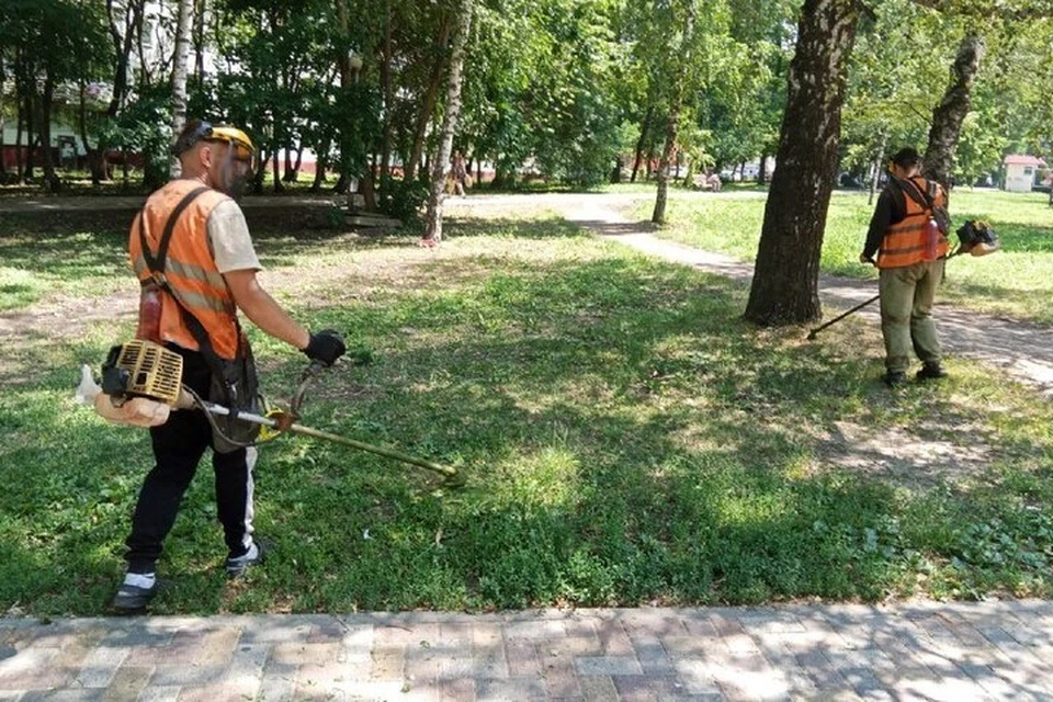Пик цветения амброзии начался на Ставрополье. Горожане начали жаловаться. Фото: администрация Ставрополя