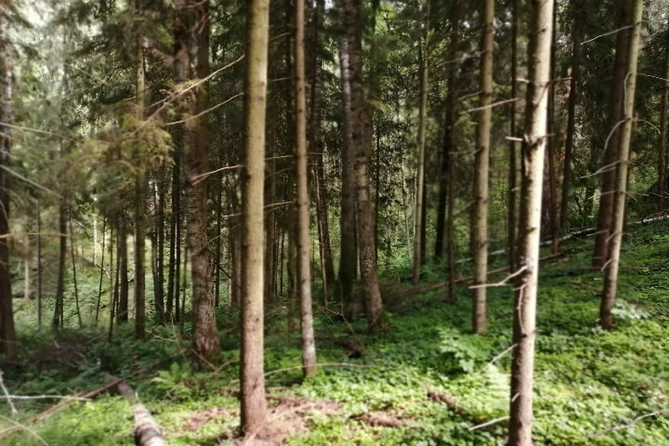 В костромских лесах заплутали два грибника.