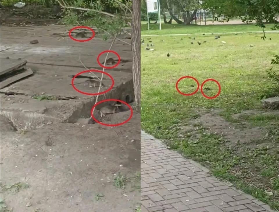 Фото: скриншот с видео телеграм-канала «Новости Омска|Жесть»